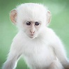 Albino Monkeys | Characteristics of Rare Albino Monkey - Your Pet Planet
