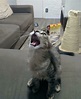 Screaming Cats (30 pics)