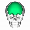 Frontal bone : Anterior part of cranium & part of cranial floor , part ...