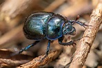 Tout savoir sur le scarabée au jardin : caractéristiques, alimentation