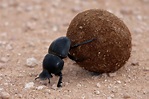 Dung Beetles Use the Milky Way to Navigate