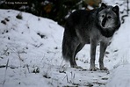 Timber Wolf (Canis lupus occidentalis) | Wolf life, Canis lupus, Canis