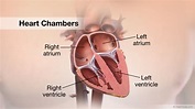 Heart Chambers