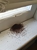 Is this what termite damage looks like? We’re new to the area and not ...