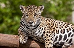 23 Animais da Amazônia - Espécies nativas, preservação e extinção
