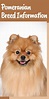 This toy dog, the Pomeranian, is a member of the spitz family that gets ...