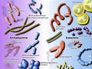 IB Biology/Chemistry: IB Biology Microbes, Bacteria for Option F