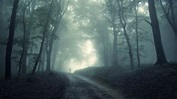 Dark Forest HD Wallpaper (61+ images)