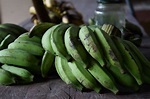Plátano Macho: Fácil de plantar, ideal para freir, hervir y cocinar