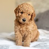 About Us – Mini Goldendoodle Puppies Available