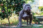 Blue American Bully: All The Breed Information You Need