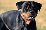 How to Care for Rottweilers in Heat: The Ultimate Guide – The German ...