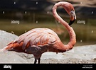 Amerikanische Flamingo / Caribbean Flamingo (Phoenicopterus Ruber ...