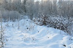 Free Images : tree, nature, forest, snow, winter, frost, weather ...