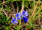 Plantas silvestres de Asturias: Genciana de turbera,cáliz de la aurora ...