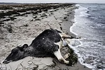 Police baffled after 11 dead cows wash up on Danish and Swedish beaches ...