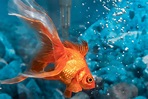 Fish at The Top of The Tank Blowing Bubbles: 4 Easy Solutions – Pet ...
