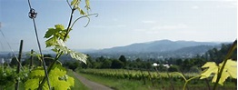Wanderwege in Bad Krozingen: die schönsten Touren der Region ...