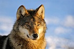 Close Up Photo of a Wolf Canis Lupus Stock Image - Image of animal ...