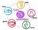Los 5 sentidos del cuerpo humano: Funciones, características, partes