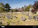 Ornamental Cherry trees in North Sheen Cemetery, Mortlake, London, U.K ...