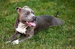 Blue American Pit Bull Terrier - Photos All Recommendation