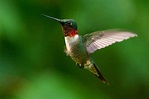Male ruby-throated hummingbird hovering Hummingbird Migration ...