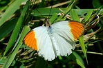 Schmetterlinge-Bestimmen