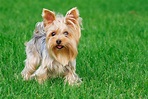 Yorkshire Terrier: veja aparência, preço, cuidados e mais | Guia Animal