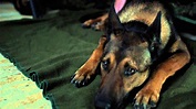 Max El Perro Soldado Pelicula Completa En Español - Noticias del Perro