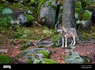 The wolf (Canis lupus), also known as the gray or grey wolf in natural ...