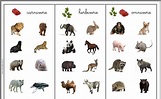 Lista De Animales Carnivoros Herbivoros Y Omnivoros - kulturaupice