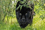32 Curiosidades Que No Conocias De Pantera Negra Black Panther Images