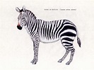 Equus zebra zebra (1989) | Zebra, Equus, Animals