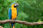 Arará Azul do papo Amarelo. Uma espécie em extinção na Amazônia ...