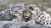 Okara loves her daddy! | Snow leopard, Snow leopard habitat, Big cats