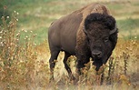 Bisonte - Bisão Americano - Características, resumo