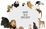 Species - The Knowledge Library