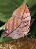 Indian Leaf Butterfly--Kallima inachus. by bobpaige1 | ePHOTOzine