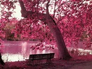 Pretty Pink Backgrounds (55+ images)