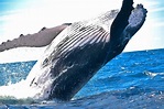 Tipos de ballenas - ¿Cómo se clasifican?