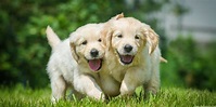 Two Cute Puppies | High Definition Wallpapers, High Definition Backgrounds