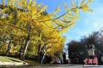 Ginkgobäume verzaubern Yunnan-Universität_China.org.cn