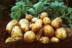 Genetically Modified Potatoes: Making Slow Inroads - Spud Smart