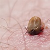 Do All Ticks Carry Lyme Disease? · ExtermPRO