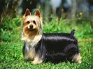 Australian Silky Terrier Breed Guide - Learn about the Australian Silky ...