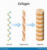 Collagen Triple Helix Structure Royalty-Free Stock Photo ...