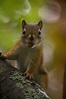 File:Baby squirrel in tree 2.jpg - Wikimedia Commons