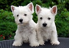 File:Westie pups.jpg - Wikipedia