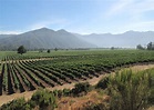 Visit Casablanca Valley on a trip to Chile | Audley Travel UK